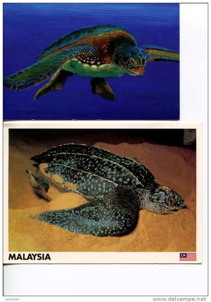 (0428) 2 Tortoises - Turtle Postcard - 2 Carte De Tortue - Turtles