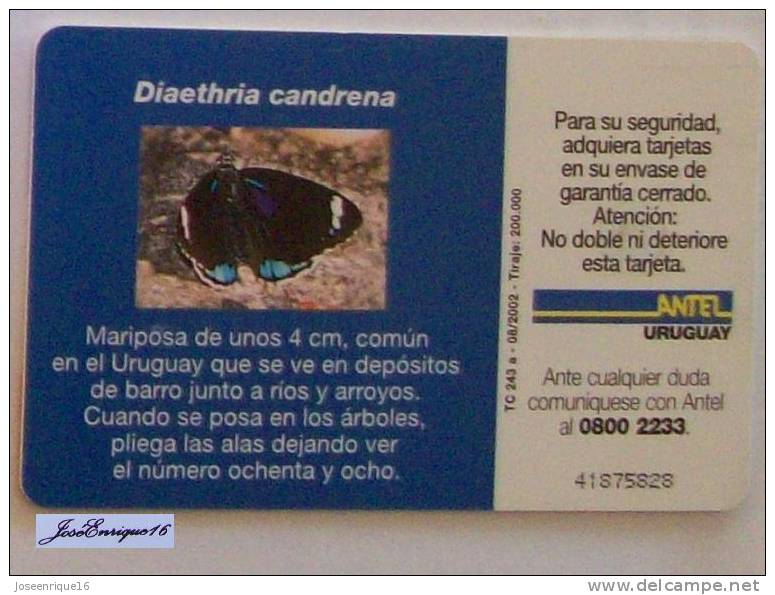 TC 243a Butterfly, MARIPOSA. DIAETHRIA CANDRENA. URUGUAY, ANTEL. - Uruguay