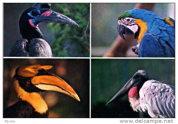 01 VILLARS LES DOMBES Parc Ornithologique Departemental De La Dombes Calao Ara Jaribu - Villars-les-Dombes