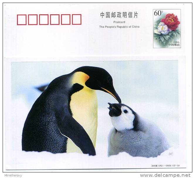 ENTIER POSTAL STATIONNERY CHINE PINGOUIN MANCHOT - Pinguine