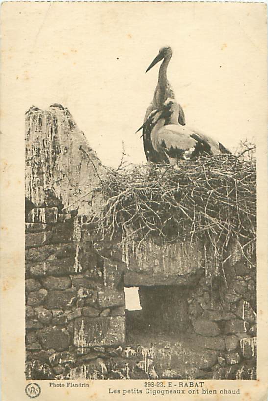 RABAT - Les Petits Cigogneaux Ont Bien Chaud (Photo Flandrin, 298-23. E) - Rabat