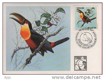 Bresil. Toucan Ramphastos Dicolorus. Une Belle Carte-maximum (Expo.Philatelique BALE 1983) - Papagayos