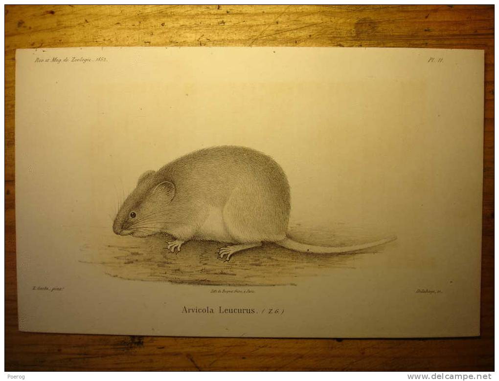 ANCIENNE GRAVURE De 1852 - ARVICOLA LEUCURUS (Z.G.) - RONGEUR - RODENT LIKE 1852 COLOUR PRINT - Rat Mulot - Collections