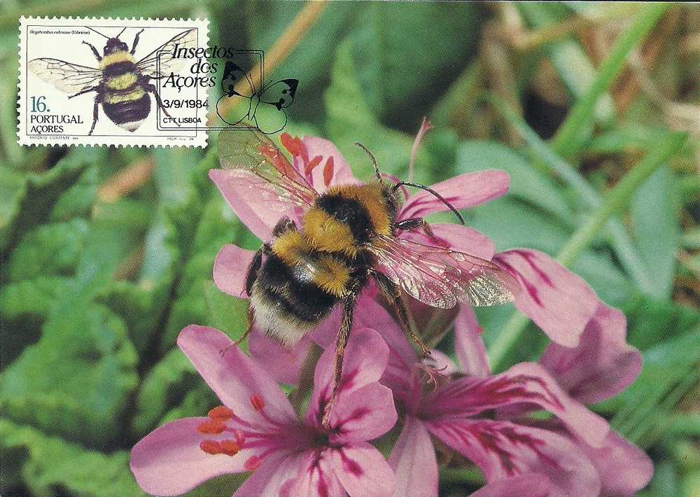 Portugal Azores 1984  Maximum Card Carte Tarjeta Maxima Insects 1st Group Insectos  1ºG Açores  BPA 31 - Honeybees