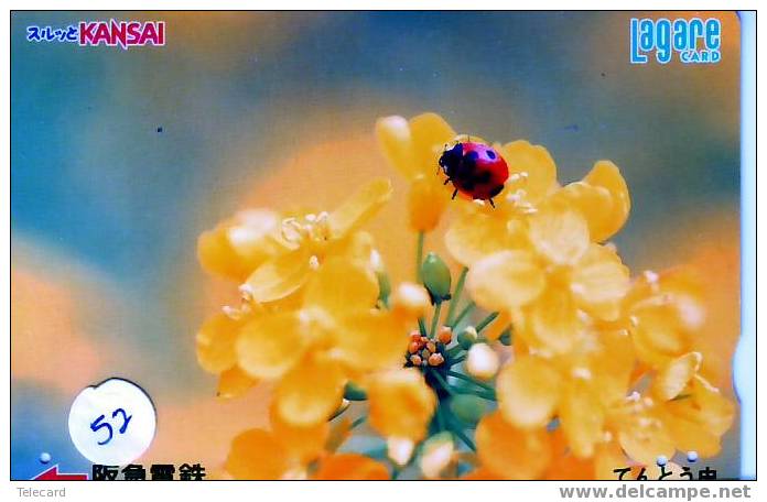 Coccinelle Lieveheersbeestje Ladybird Carte (52) - Lieveheersbeestjes