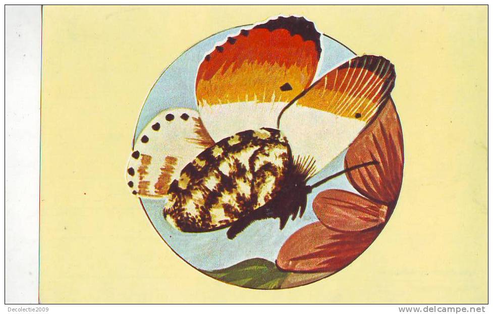 B227 Animals Papillons Butterflies Antocharis Cardimines Not Used  PPC Good Shape - Farfalle