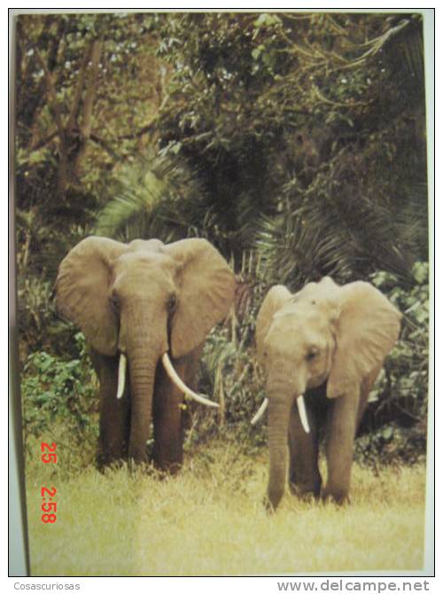 2716 STEPPENELEFANTEN  ELEFANTE ELEPHANT ANIMAL POSTCARD YEARS 1960 OTHERS IN MY STORE - Elephants