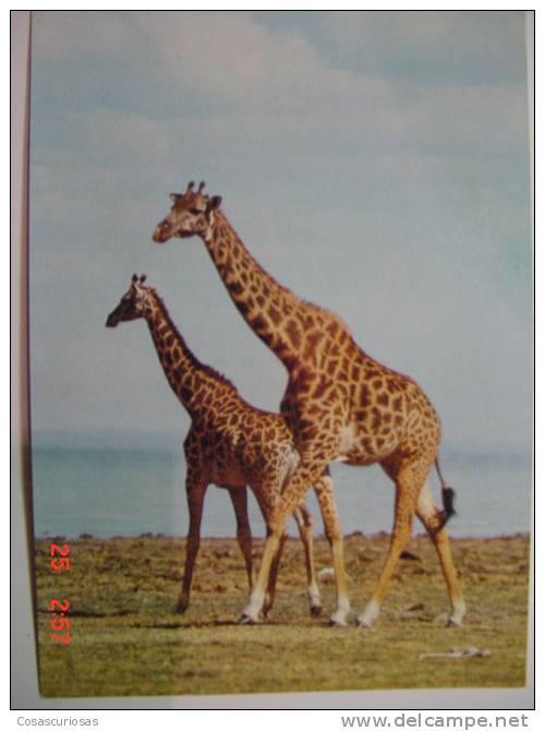 2713 JIRAFA MASAI GIRAFFEN ANIMAL POSTCARD YEARS 1960 OTHERS IN MY STORE - Giraffes