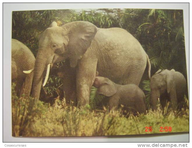 2719 AFRIKANISCHE STEPPENELEFANTEN ELEFANTE ANIMAL POSTCARD YEARS 1960 OTHERS IN MY STORE - Elefanten