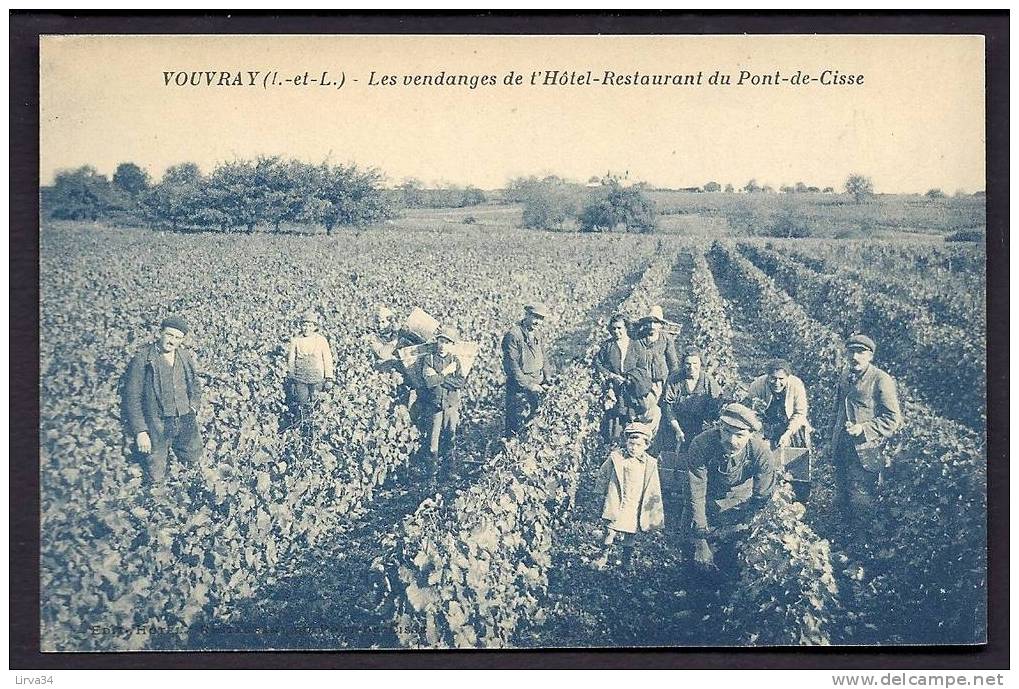 CPA  ANCIENNE- FRANCE- VOUVRAY (37)- VENDANGES DANS LES VIGNES DE L´HOTEL-RESTAURANT DU PONT-DE-CISSE-TRES GROS PLAN - Vouvray