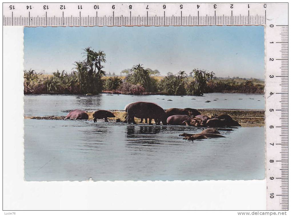 FAUNE AFRICAINE  -  HIPPOPOTAMES Au BAIN  - N° 1101 - Hippopotames