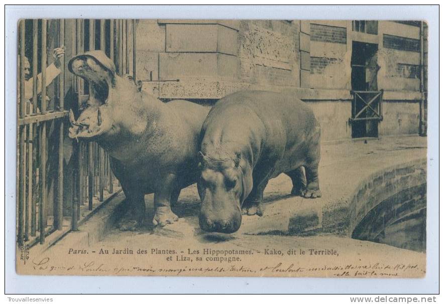 PARIS Au Jardin Des Plantes - LES HIPPOPOTAMES - KAKO, Dit Le Terrible Et LIZA, Sa Compagne. - Hippopotames