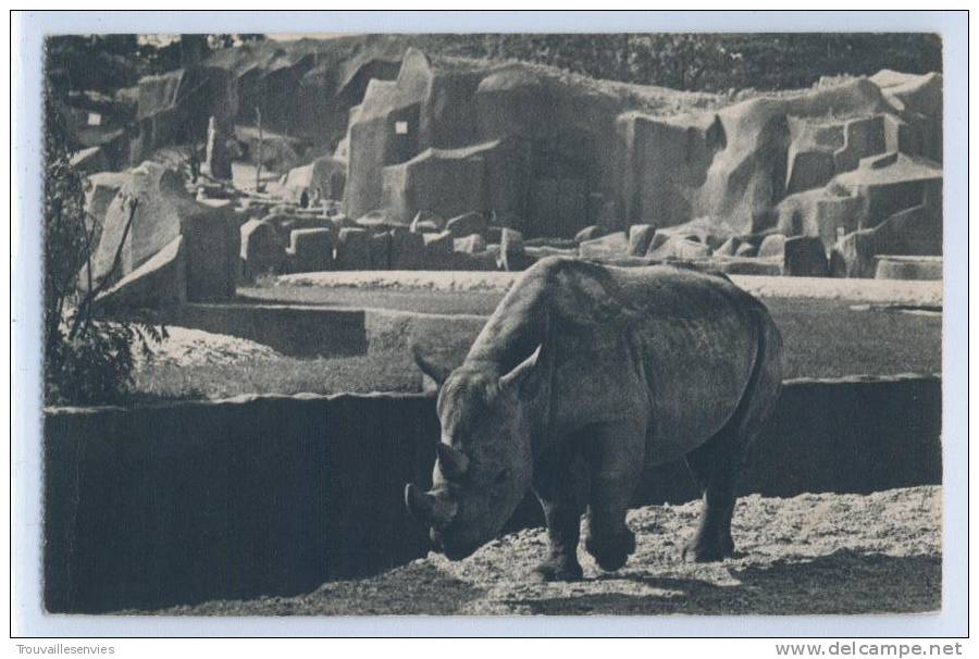 145. LE RHINOCEROS D'AFRIQUE - PARC ZOOLOGIQUE DU BOIS DE VINCENNES, PARIS - Rhinozeros