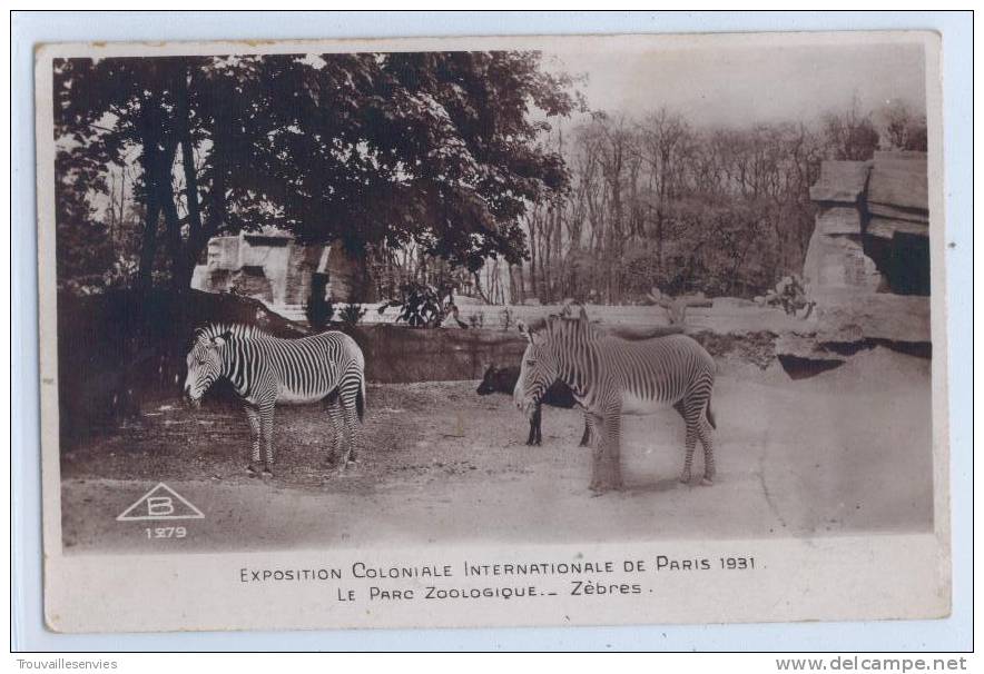 ZEBRES - Exposition Coloniale Internationale De Paris 1931 - Le Parc Zoologique - Zebra's