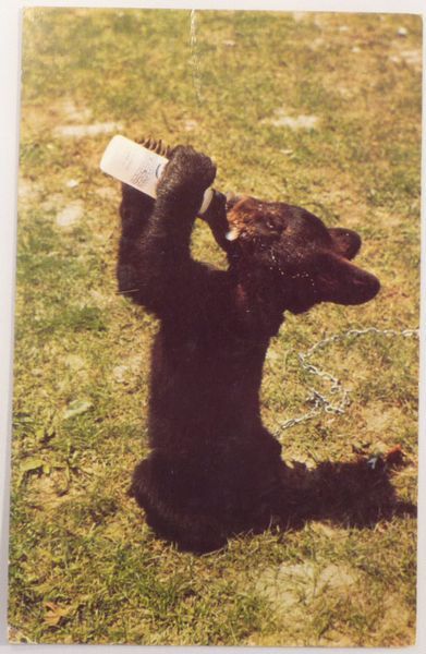 USA - Lunchtime For Little Smokette Black Bear - Near Marion, North Carolina - Old 1950's Postcard - Bears