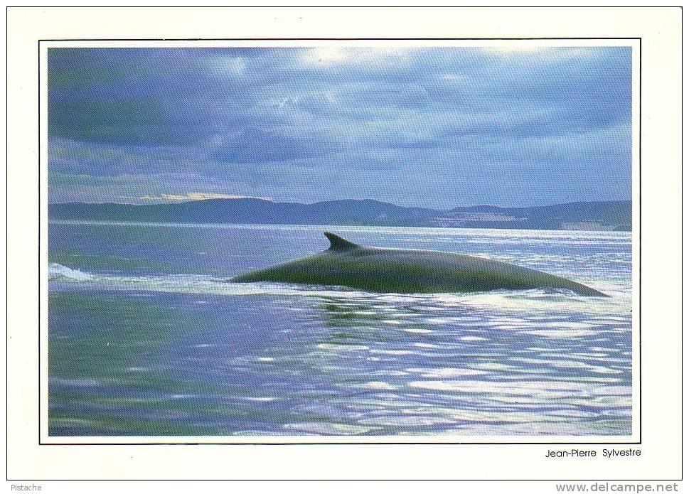 Tadoussac Fleuve Saint-Laurent - Baleine Rorqual  - Fin Whale - Non Circulée - Other & Unclassified