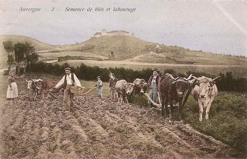 AUVERGNE SEMENCE DE BLES ET LABOURAGE(BEAU PLAN)   REF 17458 - Cultivation