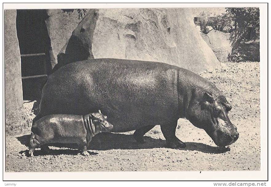 ANIMAUX - ZOO - PARC ZOOLOGIQUE DE VINCENNES - HIPPOPOTAME ET SON PETIT - 9 X 14 - Flusspferde