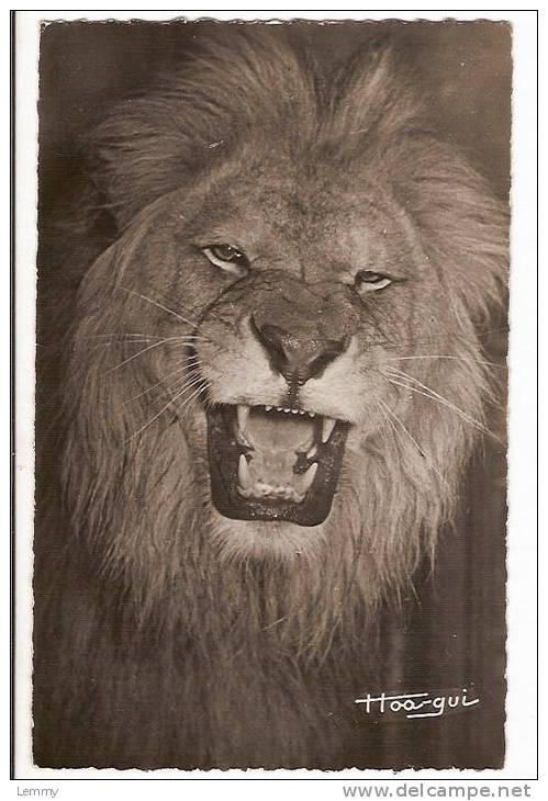 ANIMAUX - FAUNE AFRICAINE - LE LION SUPERBE - CPSM DENTELEE - Löwen