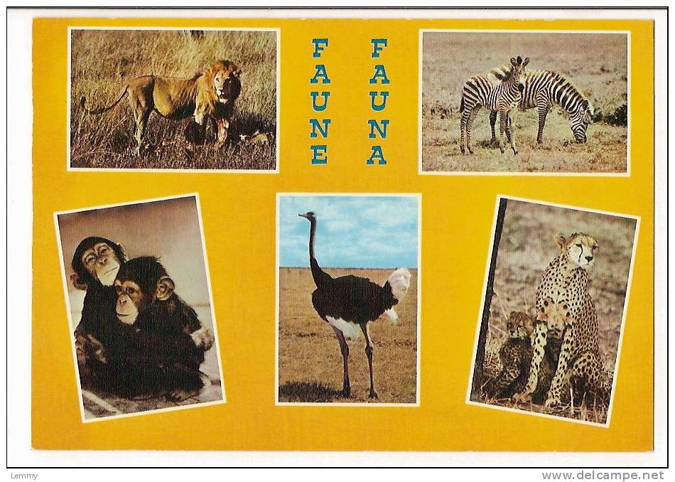 ANIMAUX - FAUNE AFRICAINE - LE LION - ZEBRES SINGES - AUTRUCHE - GUEPARD - Zebras