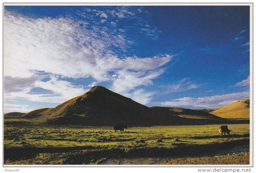 China - Tibet - Morning's View Of Grassland, Yak, Nagqu Prefecture - Tibet