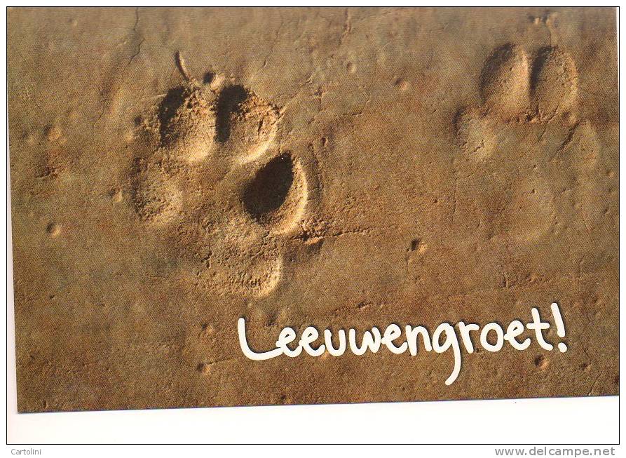 Lot 2 Kaarten Leeuw + Pootafdruk Lion Löwe - Lions