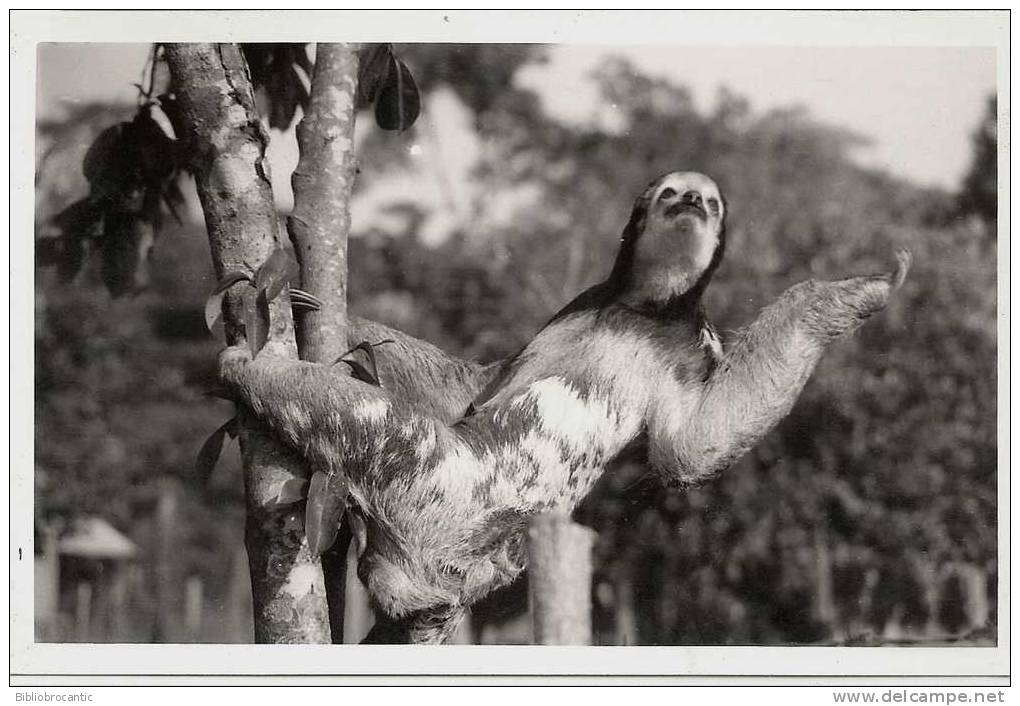 GUYANE -CARTE PHOTOGRAPHIE REELLE - PARESSEUX  DE GUYANE - Autres & Non Classés