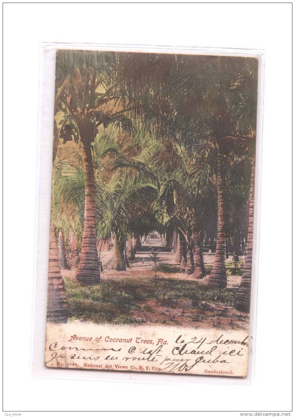 USA Miami, Avenue Of Cocoanut Trees, Cocotiers, Arbres, Colorisée, Ed NAV 1068, 1905, Dos 1900 - Miami