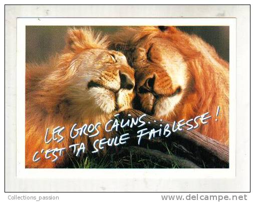 Cp, Animaux, Lions, Les Gros Calins..., Photo : Blum - Zefa - Lions