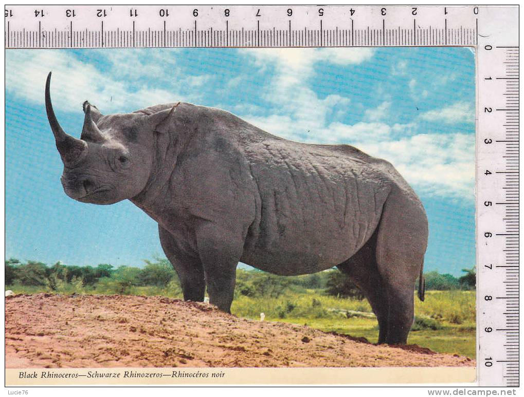 RHINOCEROS NOIR  -  Afrique -  N°  2AF 79 - Neushoorn