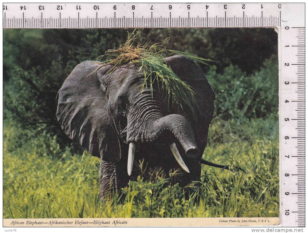 ELEPHANT   -  Afrique -  N°  2AF 34 - Elephants