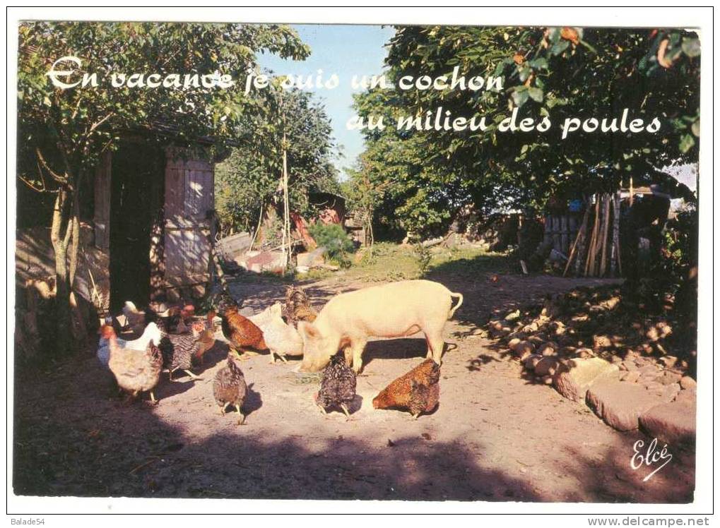 CPM - Humour - En Vacances, Je Suis Un Cochon Au Milieu Des Poules - Cochons