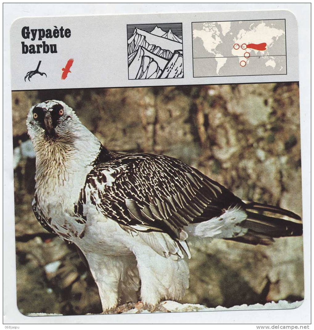 Fiche Edition Rencontre 1975 Oiseau Gypaete - Animaux