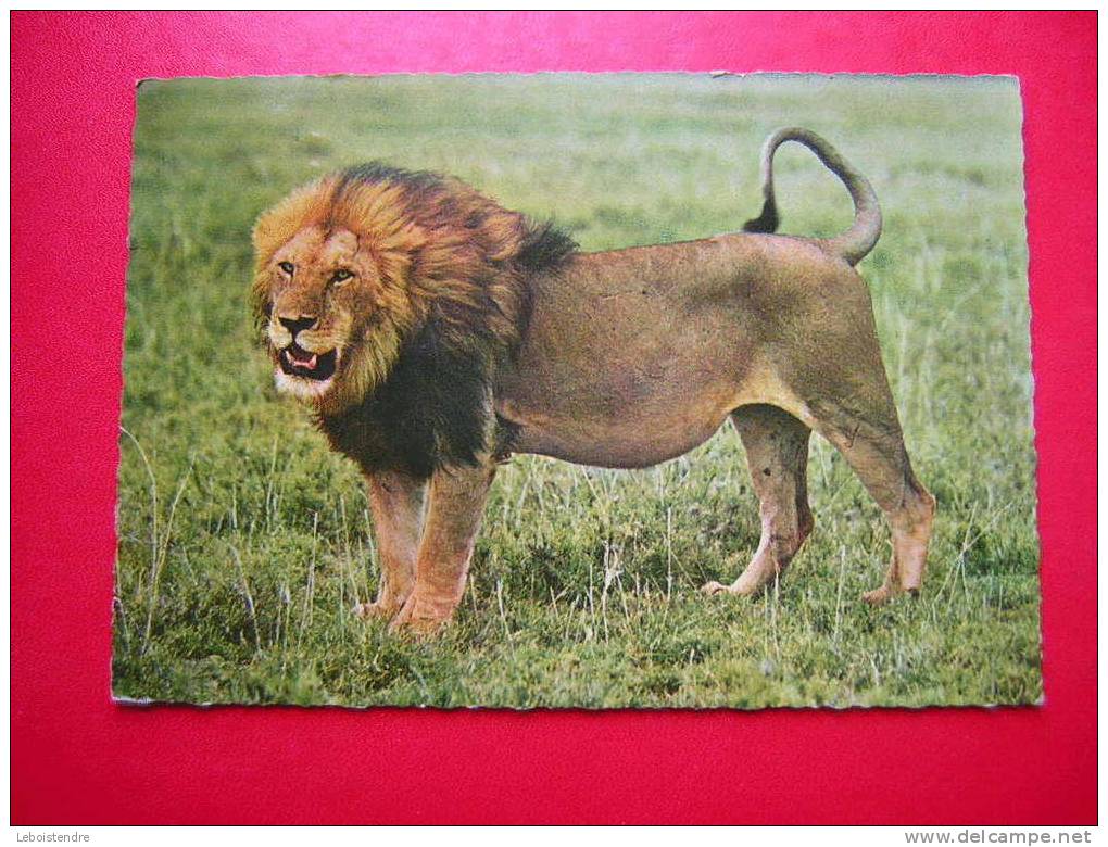 CPSM -THEME ANIMAUX- LION-LEEUW-LÖWE-ATTENTION CARTE AVEC DES PLIS ,DONC ETAT MOYEN - Lions