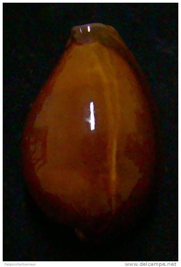 N°2897 // CYPRAEA  ONYX  ADUSTA   " VARIETE "  " ZANZIBAR "  //   F+++  :   44mm  //  PEU COURANTE . - Seashells & Snail-shells