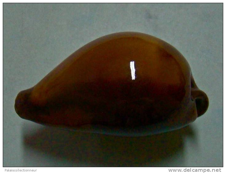 N°2899 // CYPRAEA  ONYX  ADUSTA   " VARIETE "  " ZANZIBAR "  //   F++  :   GROSSE : 45,4mm  //  PEU COURANTE . - Seashells & Snail-shells