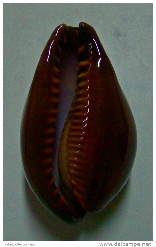 N°2900 // CYPRAEA  ONYX  ADUSTA   " VARIETE "  " ZANZIBAR "  //   F++/ F+++  :   GROSSE : 46mm  //  ASSEZ RARE . - Seashells & Snail-shells