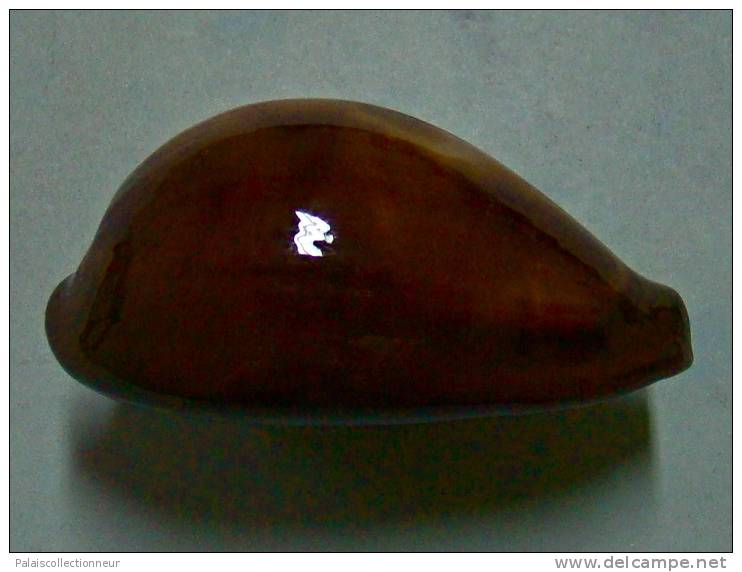 N°2900 // CYPRAEA  ONYX  ADUSTA   " VARIETE "  " ZANZIBAR "  //   F++/ F+++  :   GROSSE : 46mm  //  ASSEZ RARE . - Seashells & Snail-shells