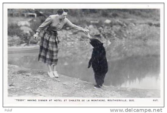 "teddy" Having Dinner At Hotel Et Chalets De La Montagne, Routhierville - Quebec  (12366) - Bears