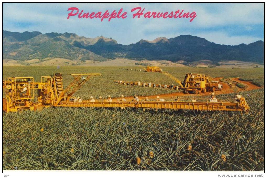 USA Hawaii - Pineapple Harvesting - Other & Unclassified