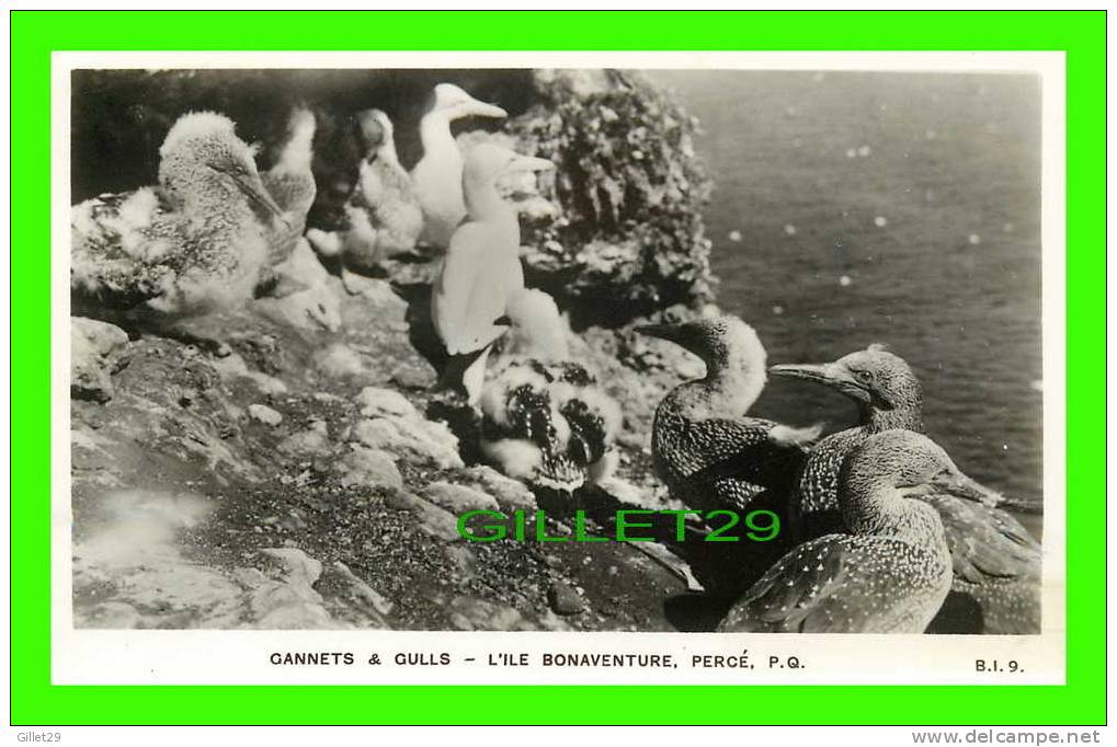 OISEAUX - GANNETS & GULLS - L´ILE BONAVENTURE, PERCÉ, P.Q. - B.I. - ÉCRITE - - Pájaros