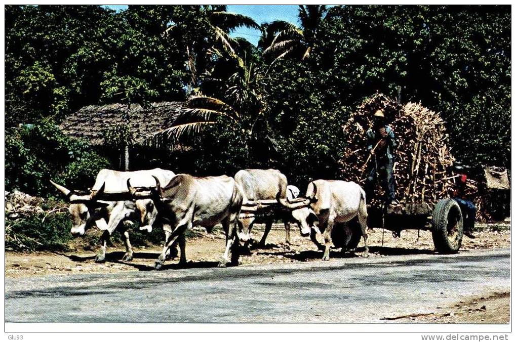 CPM - Haïti - Oxcart - Char à Boeufs - Canne à Sucre - Plaine De Cul-de-sac - Haïti