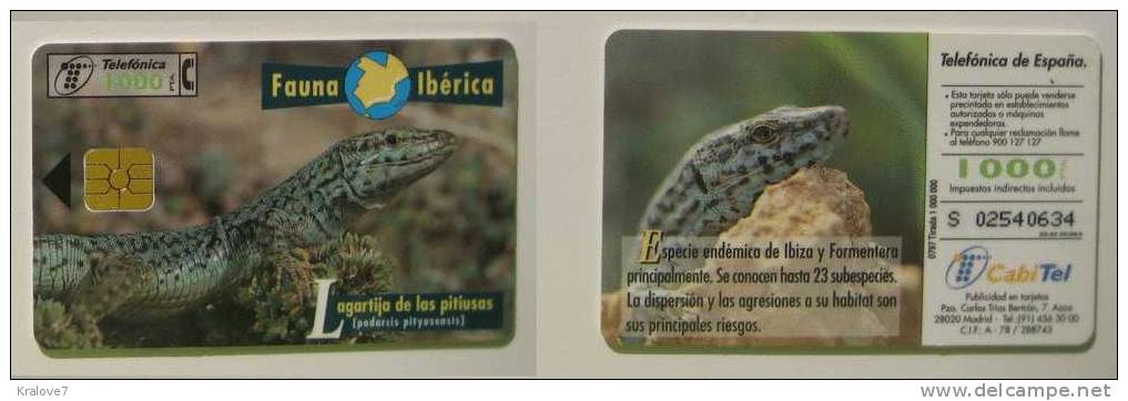 SPAIN ESPAGNE TELEPHONE CARD TELECARTE FAUNE 1997 LEZARD LIZZARD LAGARTO FAUNE FAUNA - Krokodillen En Alligators
