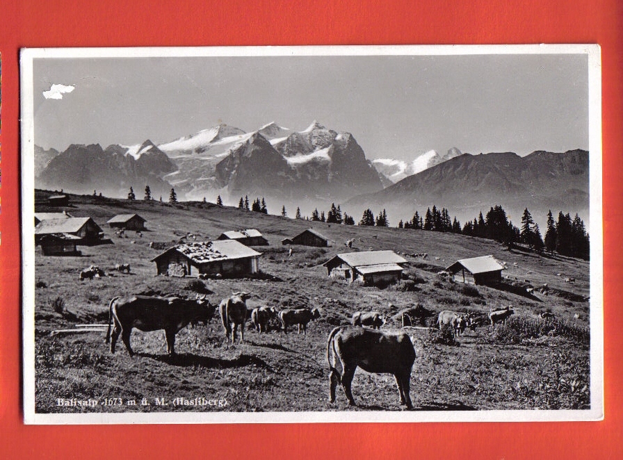 V723 Balisalp Hasliberg Ob Meiringen, Alpages Et Vaches,Kuh.Cachet Hohfluh 1937.Globetrotter 3149 - Hasliberg