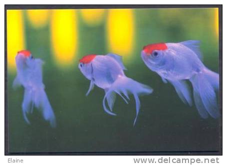 Three Goldfish - Fische Und Schaltiere