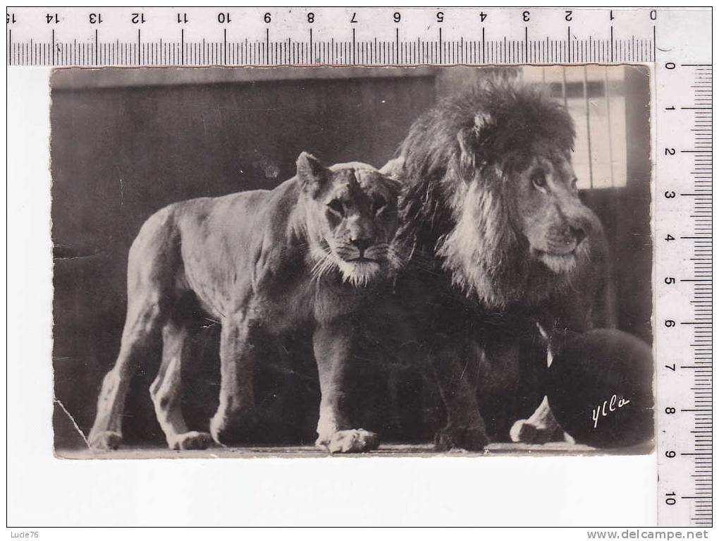 LIONS - N°  1806 - Leoni