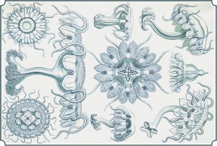 Mint Illustrateur Animal Facaleph Acalephe Aurelia Jelly Fish Medusa Seajelly Card 0625 - Fish & Shellfish