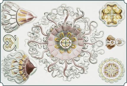 Mint Illustrateur Animal Facaleph Acalephe Aurelia Jelly Fish Medusa Seajelly Card 0625 - Poissons Et Crustacés