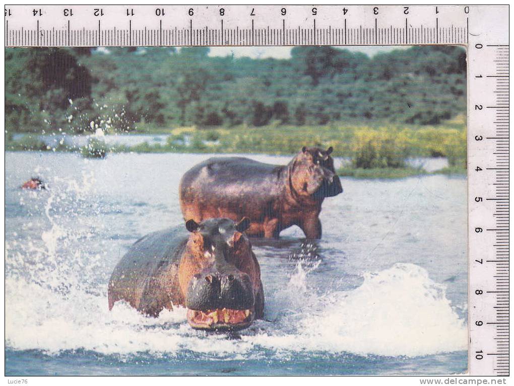 HIPPOPOTAMES  -  N°  3316 -  Faune Africaine - Flusspferde