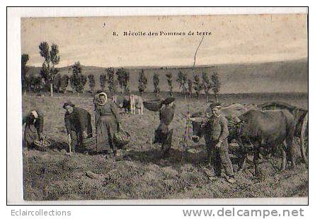 Agriculture...Récolte Des Pommes De Terre - Auvergne Types D'Auvergne